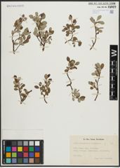 Foto von Salix arbuscula L. x Salix reticulata L.